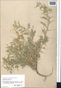 Astragalus lasiosemius Boiss., Middle Asia, Pamir & Pamiro-Alai (M2) (Tajikistan)