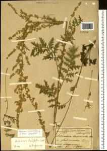 Artemisia tanacetifolia L., Siberia, Baikal & Transbaikal region (S4) (Russia)