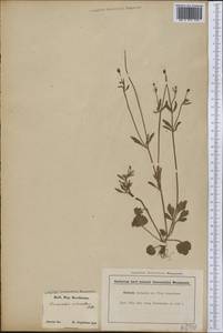 Ranunculus micranthus (A. Gray) Nutt. ex Torr. & A. Gray, America (AMER) (United States)