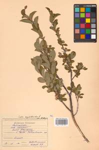 Salix myrtilloides L., Siberia, Russian Far East (S6) (Russia)