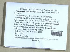 Marsupella tubulosa Steph., Bryophytes, Bryophytes - Russian Far East (excl. Chukotka & Kamchatka) (B20) (Russia)