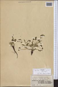 Schulzia albiflora (Kar. & Kir.) Popov, Middle Asia, Pamir & Pamiro-Alai (M2) (Kyrgyzstan)
