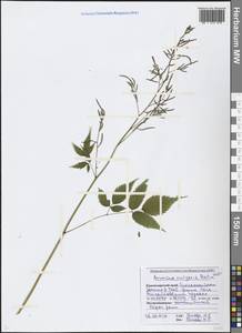 Aruncus dioicus var. kamtschaticus (Maxim.) Hara, Caucasus, Black Sea Shore (from Novorossiysk to Adler) (K3) (Russia)