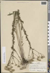 Jacobaea andrzejowskyi (Tzvelev) B.Nord., Eastern Europe, Lower Volga region (E9) (Russia)