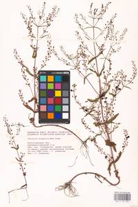 MHA 0 159 902, Veronica anagalloides Guss., Eastern Europe, Lower Volga region (E9) (Russia)