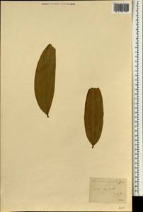 Cinnamomum verum J. S. Presl, South Asia, South Asia (Asia outside ex-Soviet states and Mongolia) (ASIA) (Not classified)