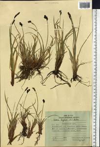 Carex bigelowii subsp. lugens (Holm) T.V.Egorova, Siberia, Russian Far East (S6) (Russia)