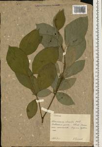 Cornus, Eastern Europe, South Ukrainian region (E12) (Ukraine)