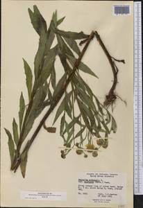 Helenium autumnale L., America (AMER) (Canada)