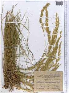 Agrostis, Eastern Europe, South Ukrainian region (E12) (Ukraine)