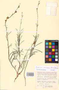 MHA 0 159 205, Linaria macroura (M. Bieb.) M. Bieb., Eastern Europe, Lower Volga region (E9) (Russia)