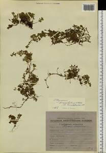 Thymus reverdattoanus Serg., Siberia, Chukotka & Kamchatka (S7) (Russia)