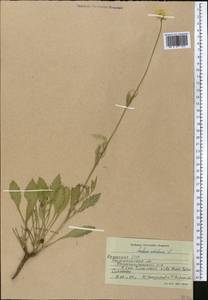 Scabiosa ochroleuca L., Middle Asia, Northern & Central Kazakhstan (M10) (Kazakhstan)