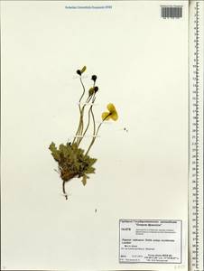 Oreomecon radicatum subsp. radicatum, Siberia, Chukotka & Kamchatka (S7) (Russia)