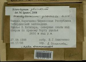 Pohlia drummondii (Müll. Hal.) A.L. Andrews, Bryophytes, Bryophytes - North Caucasus & Ciscaucasia (B12) (Russia)