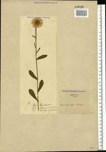 Leucanthemum vulgare Lam., Eastern Europe, North Ukrainian region (E11) (Ukraine)