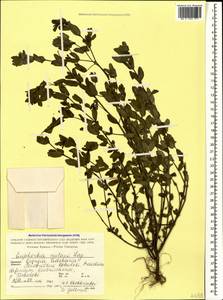 Euphorbia nutans Lag., Caucasus, Georgia (K4) (Georgia)
