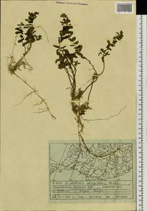 Scutellaria strigillosa Hemsl., Siberia, Russian Far East (S6) (Russia)