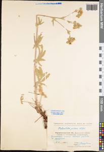 Potentilla recta subsp. pilosa (Willd.) Jáv., Eastern Europe, North Ukrainian region (E11) (Ukraine)