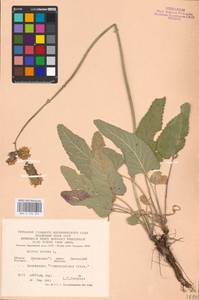MHA 0 156 254, Salvia nutans L., Eastern Europe, North Ukrainian region (E11) (Ukraine)