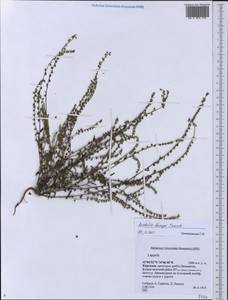 Rochelia bungei Trautv., Middle Asia, Northern & Central Tian Shan (M4) (Kyrgyzstan)