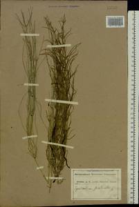 Equisetum palustre L., Eastern Europe, Central forest-and-steppe region (E6) (Russia)