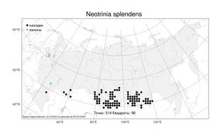 Neotrinia splendens (Trin.) M.Nobis, P.D.Gudkova & A.Nowak, Atlas of the Russian Flora (FLORUS) (Russia)