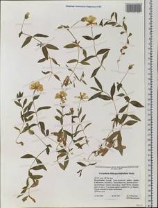 Cerastium lithospermifolium Fisch., Siberia, Altai & Sayany Mountains (S2) (Russia)
