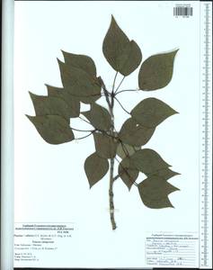 Populus tremuloides Michx., Eastern Europe, Central region (E4) (Russia)