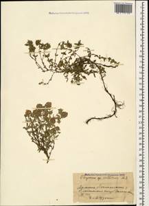 Thymus collinus M.Bieb., Caucasus, Armenia (K5) (Armenia)