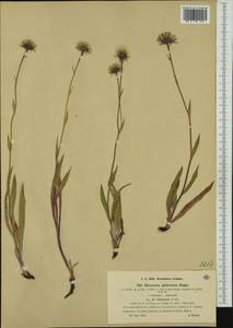 Hieracium glabratum subsp. ozanonis (F. W. Schultz) Nägeli & Peter, Western Europe (EUR) (France)