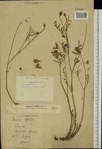 Hedysarum razoumowianum DC., Eastern Europe, Eastern region (E10) (Russia)