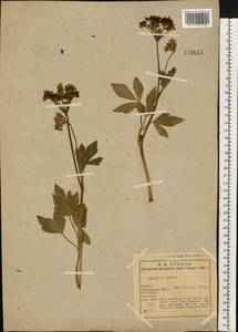 Ligusticum scoticum L., Eastern Europe, Northern region (E1) (Russia)