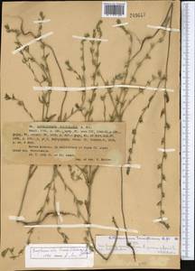 Buglossoides tenuiflora (L. fil.) I. M. Johnst., Middle Asia, Western Tian Shan & Karatau (M3) (Kazakhstan)