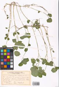 Cardamine amara L., Eastern Europe, Moscow region (E4a) (Russia)