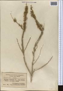 Tamarix laxa Willd., Middle Asia, Syr-Darian deserts & Kyzylkum (M7) (Uzbekistan)