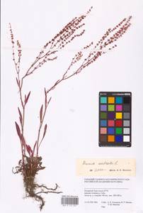 Rumex acetosella L., Siberia, Western Siberia (S1) (Russia)
