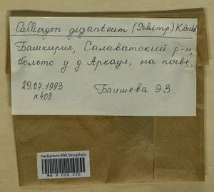 Calliergon giganteum (Schimp.) Kindb., Bryophytes, Bryophytes - South Urals (B14) (Russia)