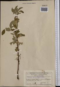 Prunus cerasifera Ehrh., Middle Asia, Western Tian Shan & Karatau (M3) (Kyrgyzstan)
