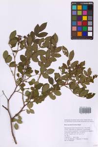 Rosa maximowicziana Regel, Siberia, Russian Far East (S6) (Russia)