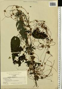 Cuscuta europaea L., Eastern Europe, Central region (E4) (Russia)