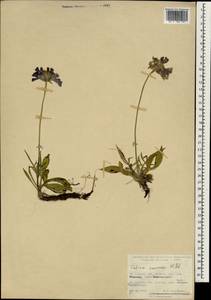 Lomelosia caucasica (M. Bieb.) Greuter & Burdet, South Asia, South Asia (Asia outside ex-Soviet states and Mongolia) (ASIA) (Turkey)