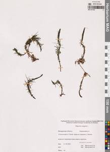 Hippuris vulgaris L., Siberia, Chukotka & Kamchatka (S7) (Russia)