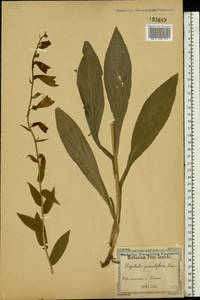 Digitalis grandiflora Mill., Eastern Europe, South Ukrainian region (E12) (Ukraine)