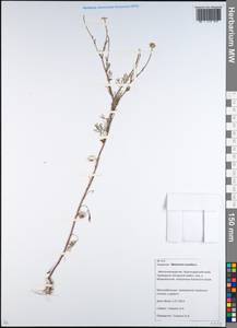 Matricaria chamomilla L., Caucasus, Krasnodar Krai & Adygea (K1a) (Russia)