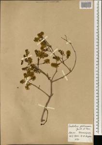 Combretum glutinosum Perr. ex DC., Africa (AFR) (Mali)