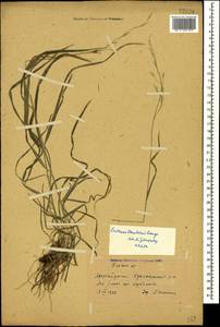 Bromus benekenii (Lange) Trimen, Caucasus, Azerbaijan (K6) (Azerbaijan)