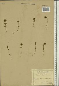 Euphrasia ×vernalis List, Eastern Europe, Central region (E4) (Russia)