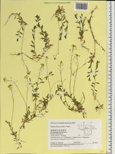 Draba sibirica (Pall.) Thell., Eastern Europe, Central region (E4) (Russia)