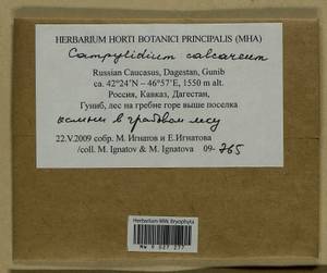 Campylophyllopsis calcarea (Crundw. & Nyholm) Ochyra, Bryophytes, Bryophytes - North Caucasus & Ciscaucasia (B12) (Russia)